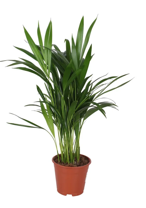 welkoop2903075